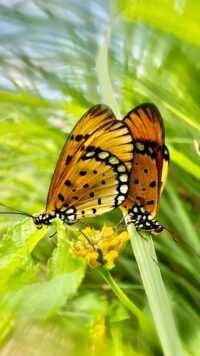 Butterfly Wallpaper 1