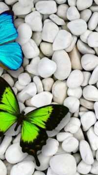 Butterfly Wallpaper 9