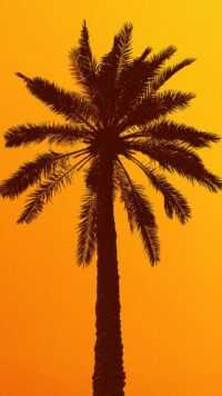 Palm Tree Wallpaper 9