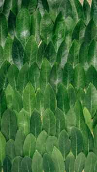 Sage Green Wallpaper 2