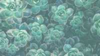 Sage Green Wallpaper 1