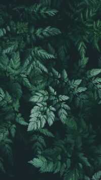 Sage Green Wallpaper 4