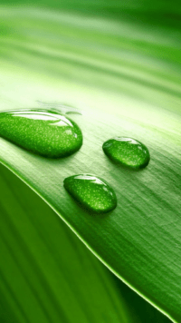 Sage Green Wallpaper 2