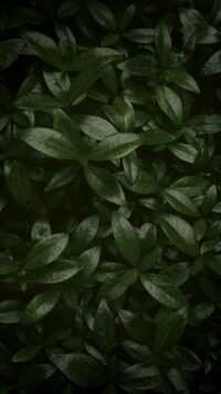 Sage Green Wallpaper 6