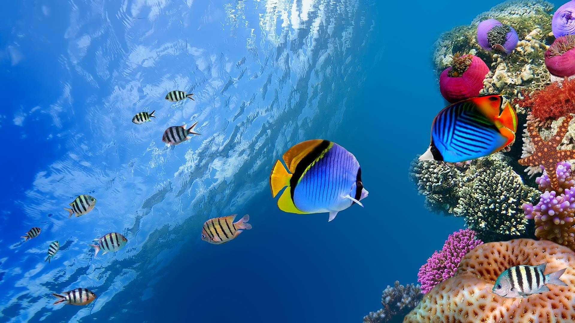 Ocean Desktop Wallpaper 1