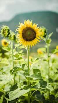 Sunflower Wallpaper 6