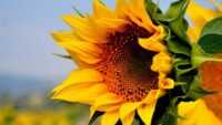 Sunflower Desktop Wallpaper 4