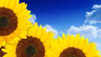 Sunflower Wallpaper 2