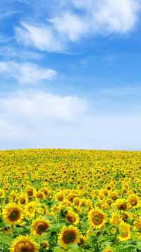 Sunflower Wallpaper 1