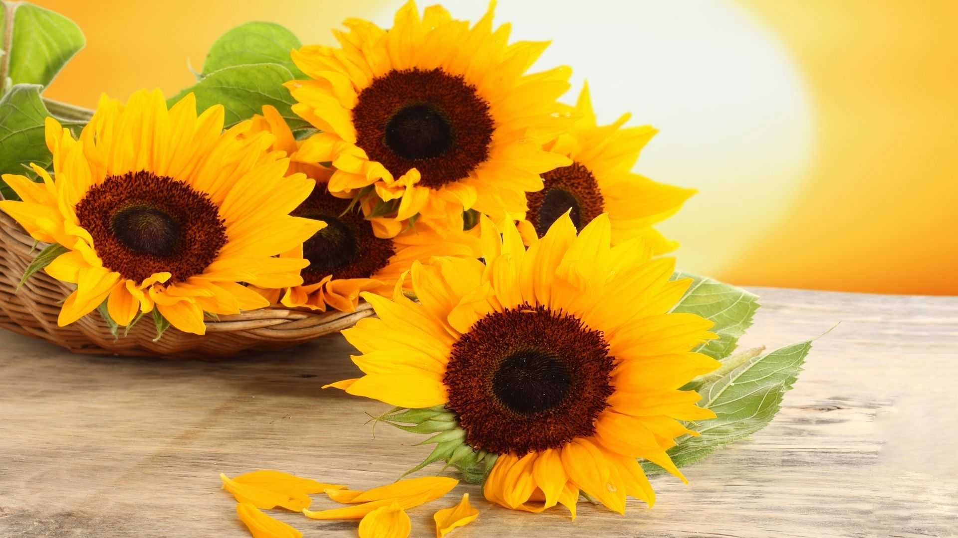 Sunflower Desktop Wallpaper 1