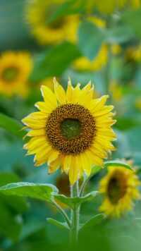 Sunflower Wallpaper 8