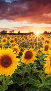 Sunflower Wallpaper 6