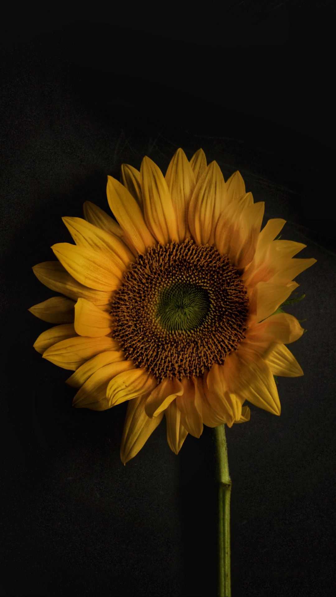 Sunflower Wallpaper 1