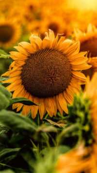 Sunflower Wallpaper 3