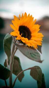 Sunflower Wallpaper 1