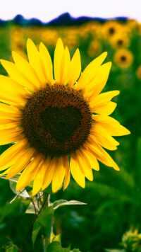 Sunflower Wallpaper 6