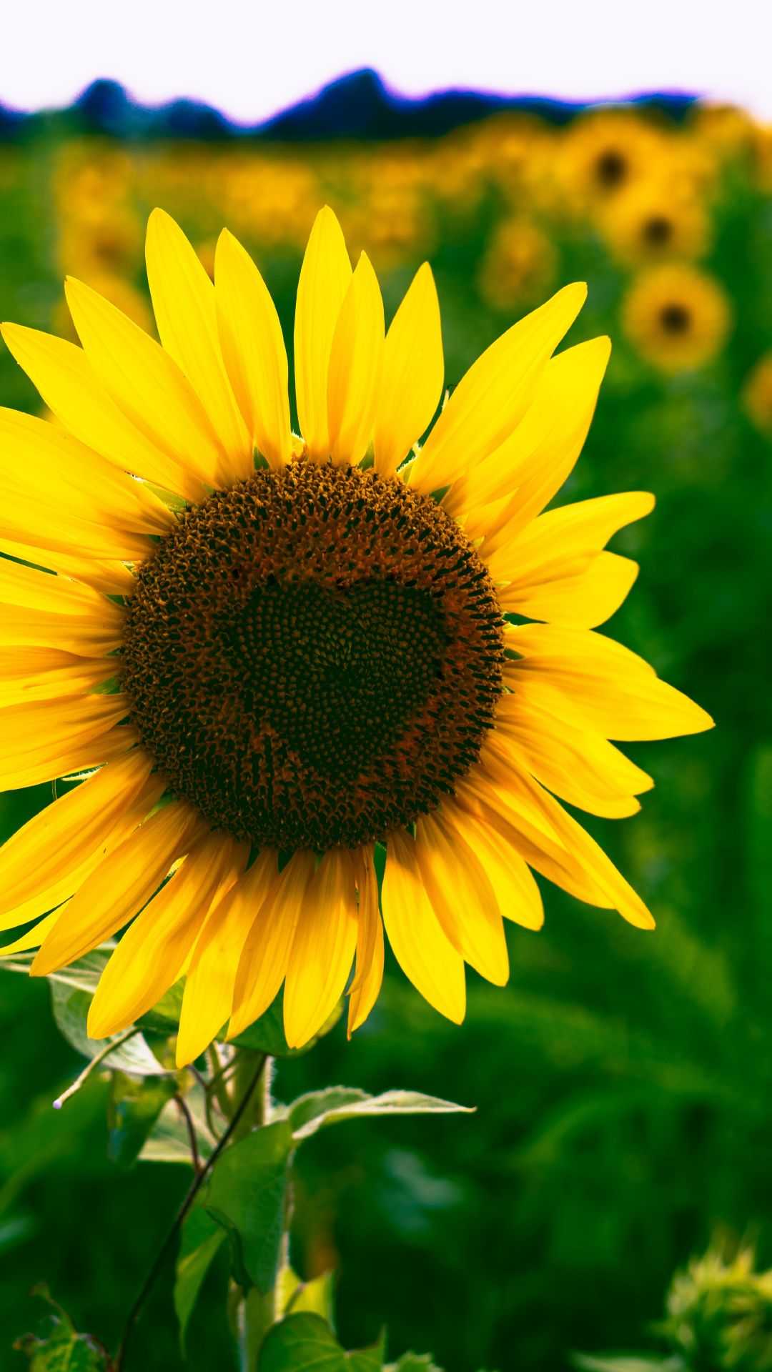 Sunflower Wallpaper 1 Sunflower Wallpaper 1