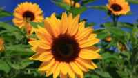 Sunflower Wallpaper 1