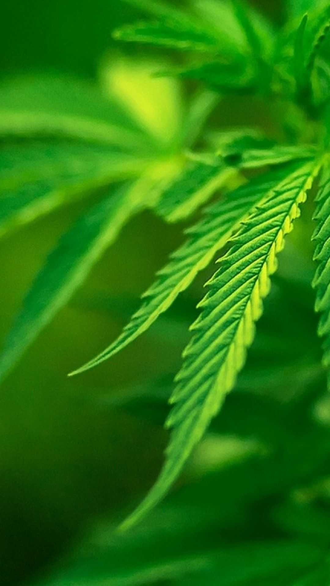 Weed Wallpaper 1 Weed Wallpaper 1