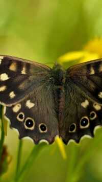 Butterfly Wallpaper 10