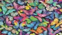 Butterfly Animal Wallpaper 9