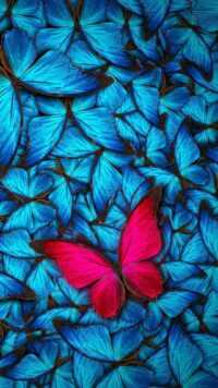 Butterfly Wallpaper 6