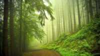 Forest Desktop Wallpaper 2
