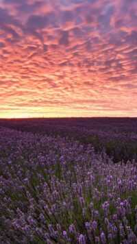 Lavender Wallpaper 5