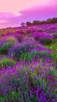 Lavender Wallpaper 1
