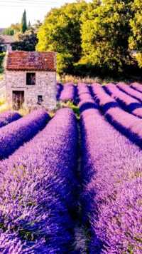 Lavender Wallpaper 9