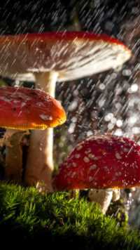 Mushroom Wallpaper 7