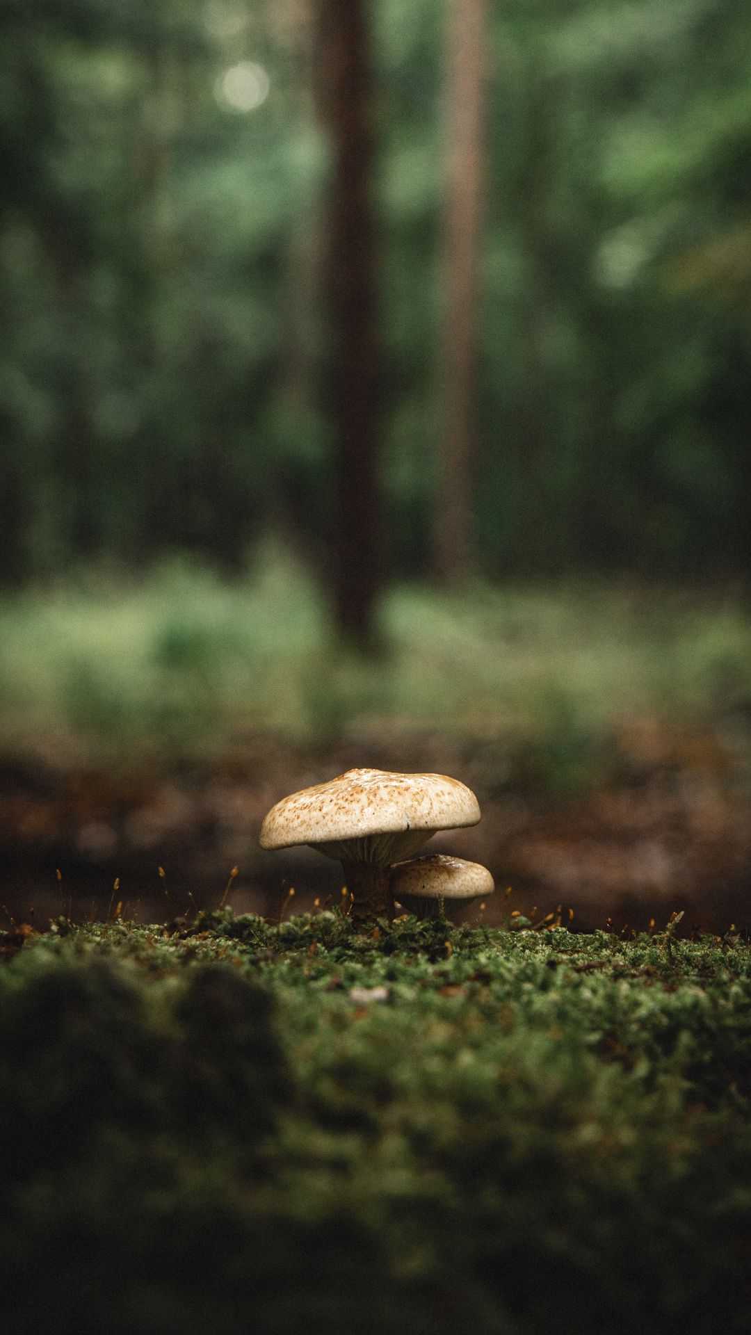 Mushroom Wallpaper 1