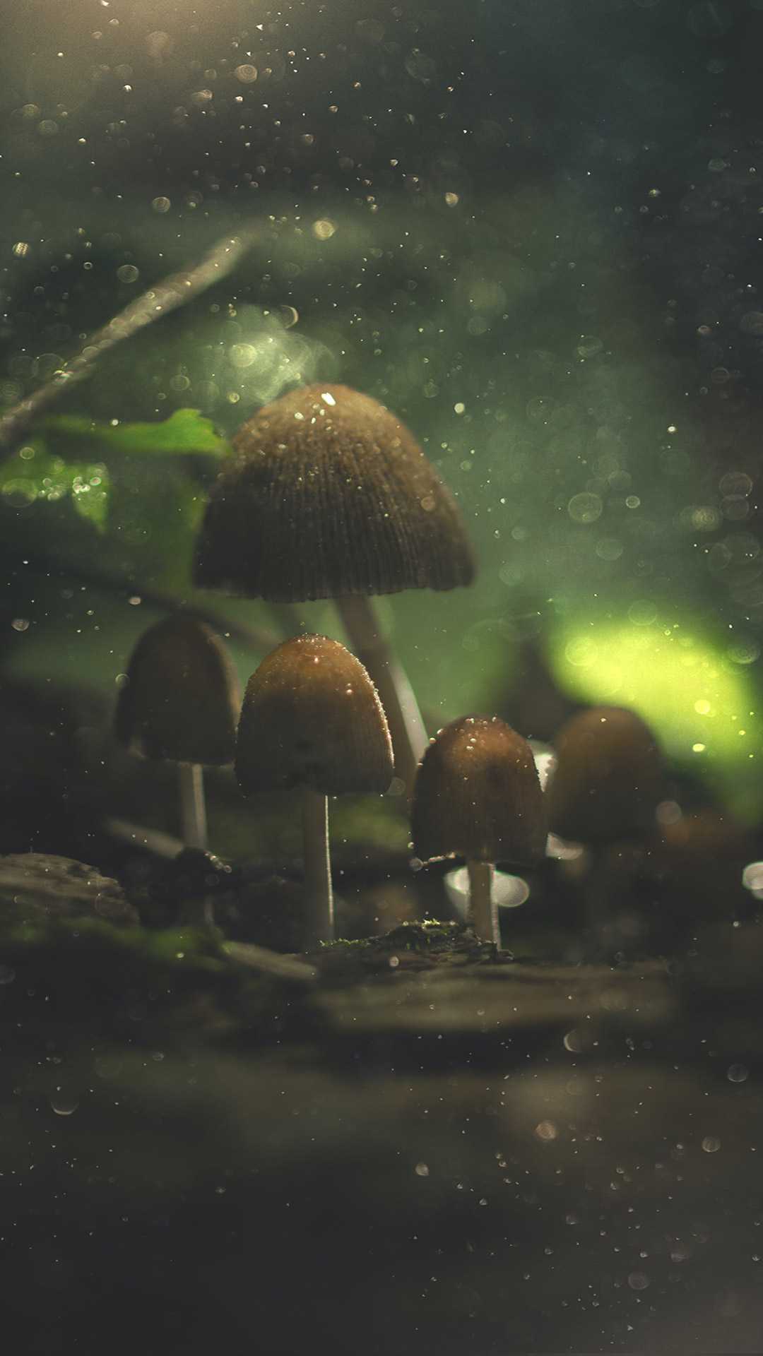 Mushroom Wallpaper 1