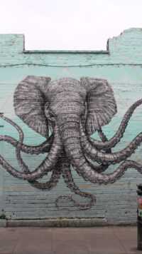 Octopus Wallpaper 6