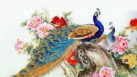 Peacock Desktop Wallpaper 9
