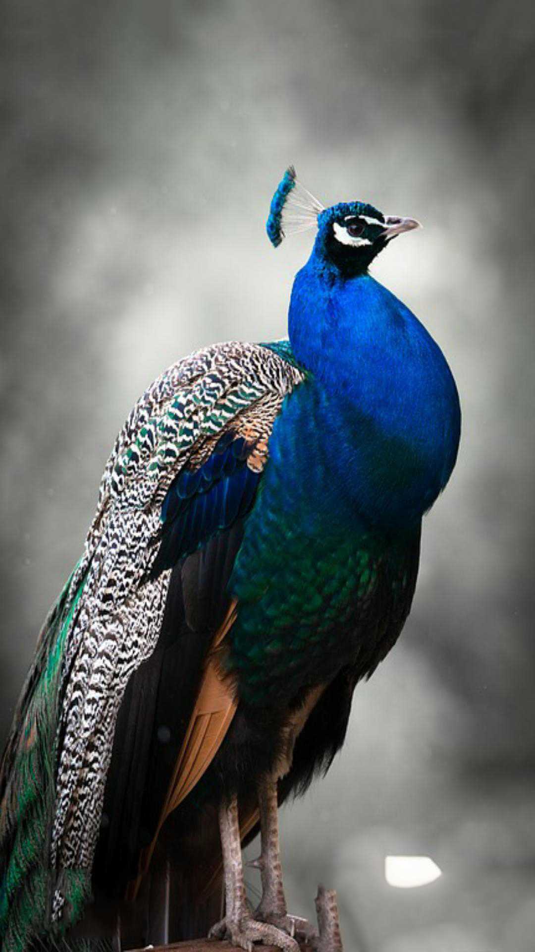 Peacock Wallpaper 1