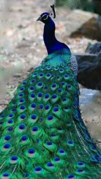 Peacock Wallpaper 5