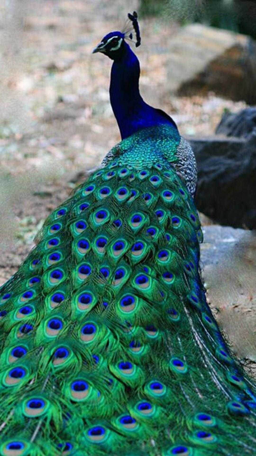 Peacock Wallpaper 1