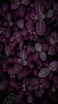 Purple Wallpaper 4