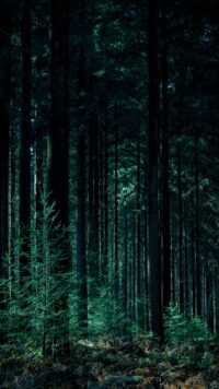 Forest Wallpaper 8