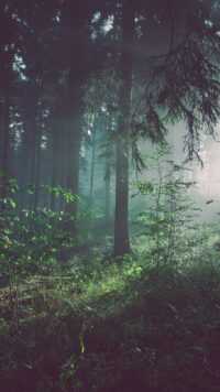 Forest Wallpaper 9