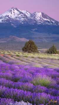 Lavender Wallpaper 8