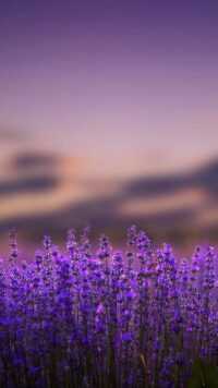 Lavender Wallpaper 7