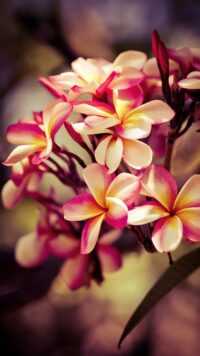 Magnolia Wallpaper 8