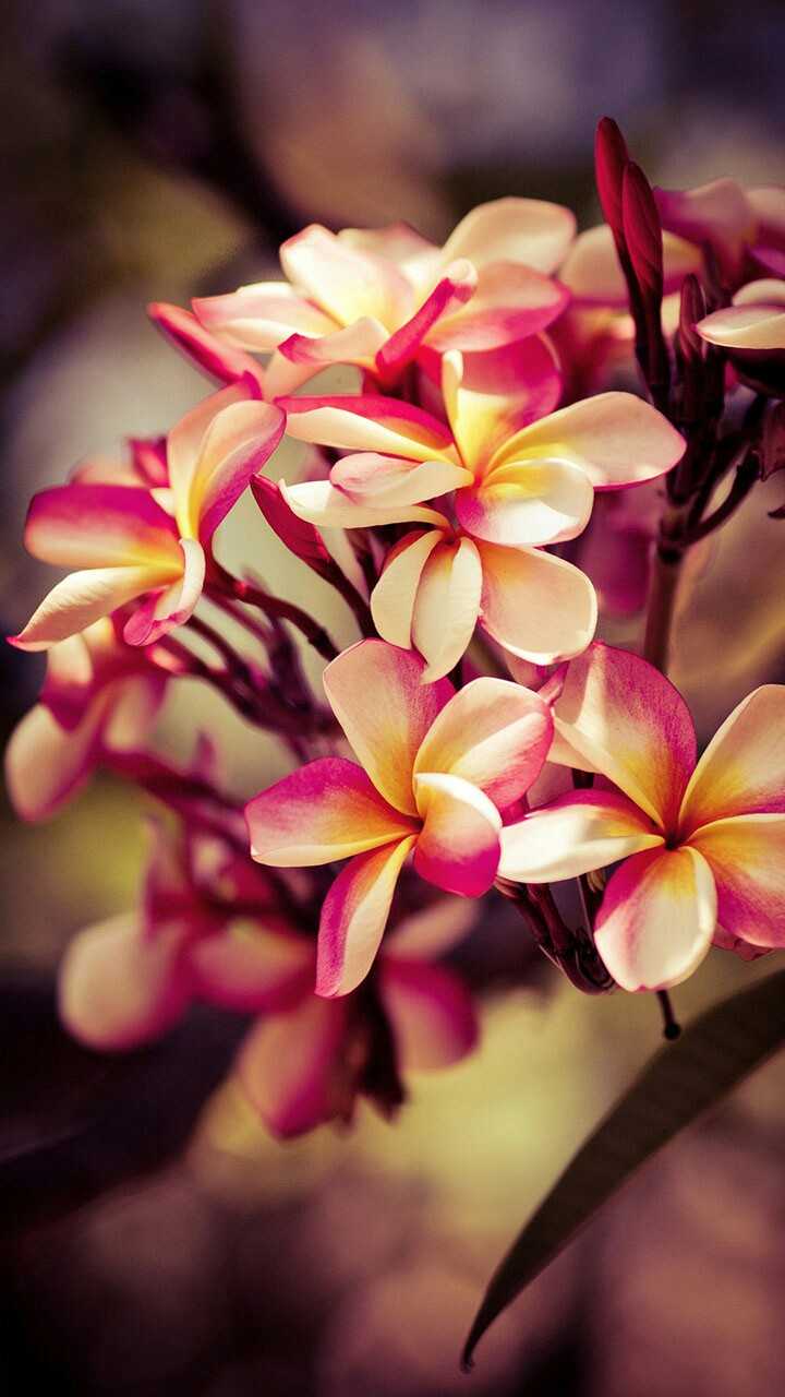 Magnolia Wallpaper 1 Magnolia Wallpaper 1