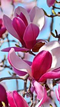 Magnolia Wallpaper 7