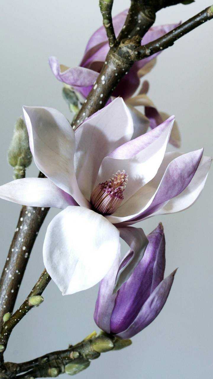 Magnolia Wallpaper 1 Magnolia Wallpaper 1