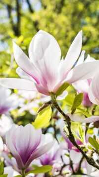 Magnolia Wallpaper 1
