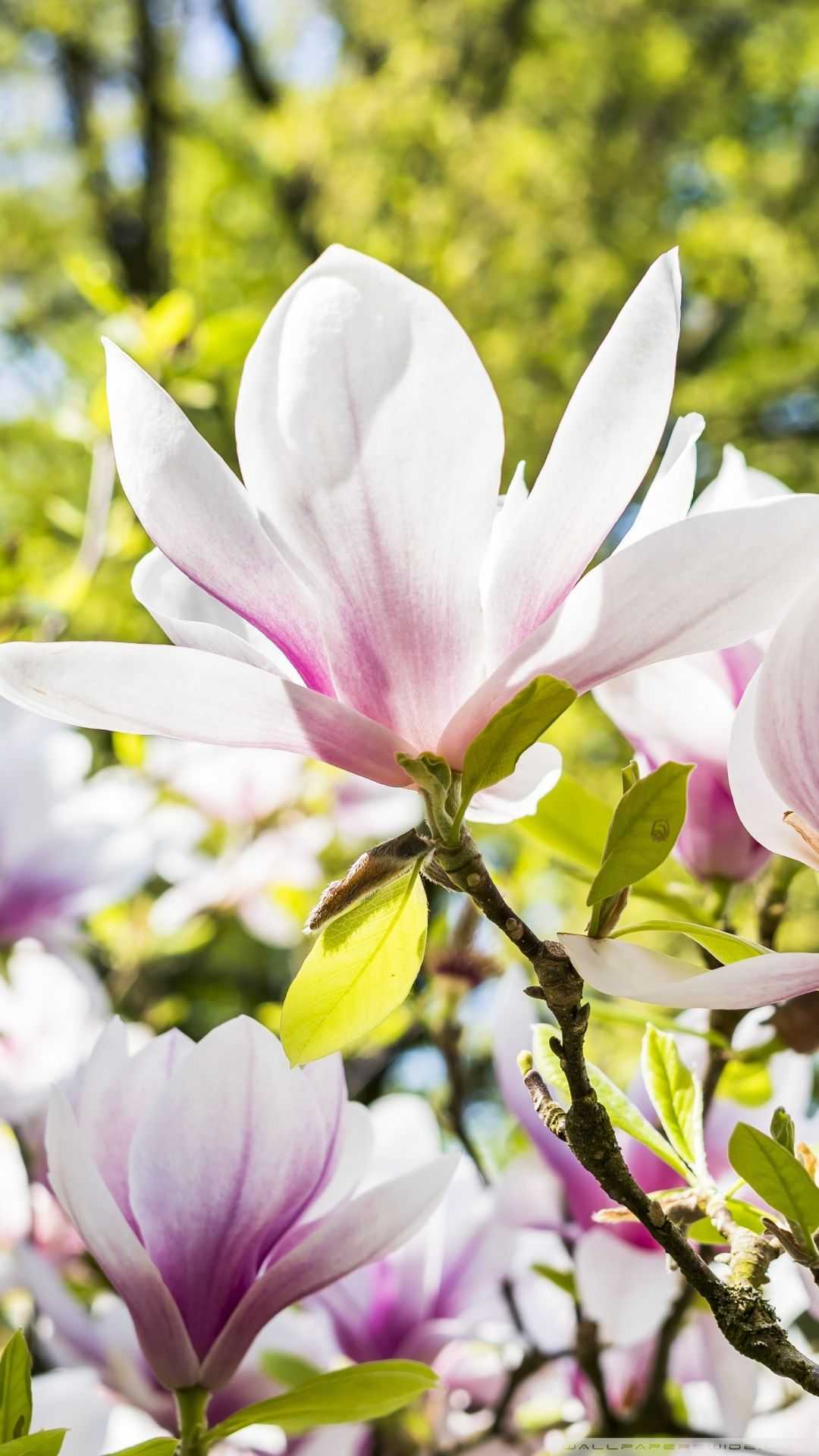 Magnolia Wallpaper 1 Magnolia Wallpaper 1