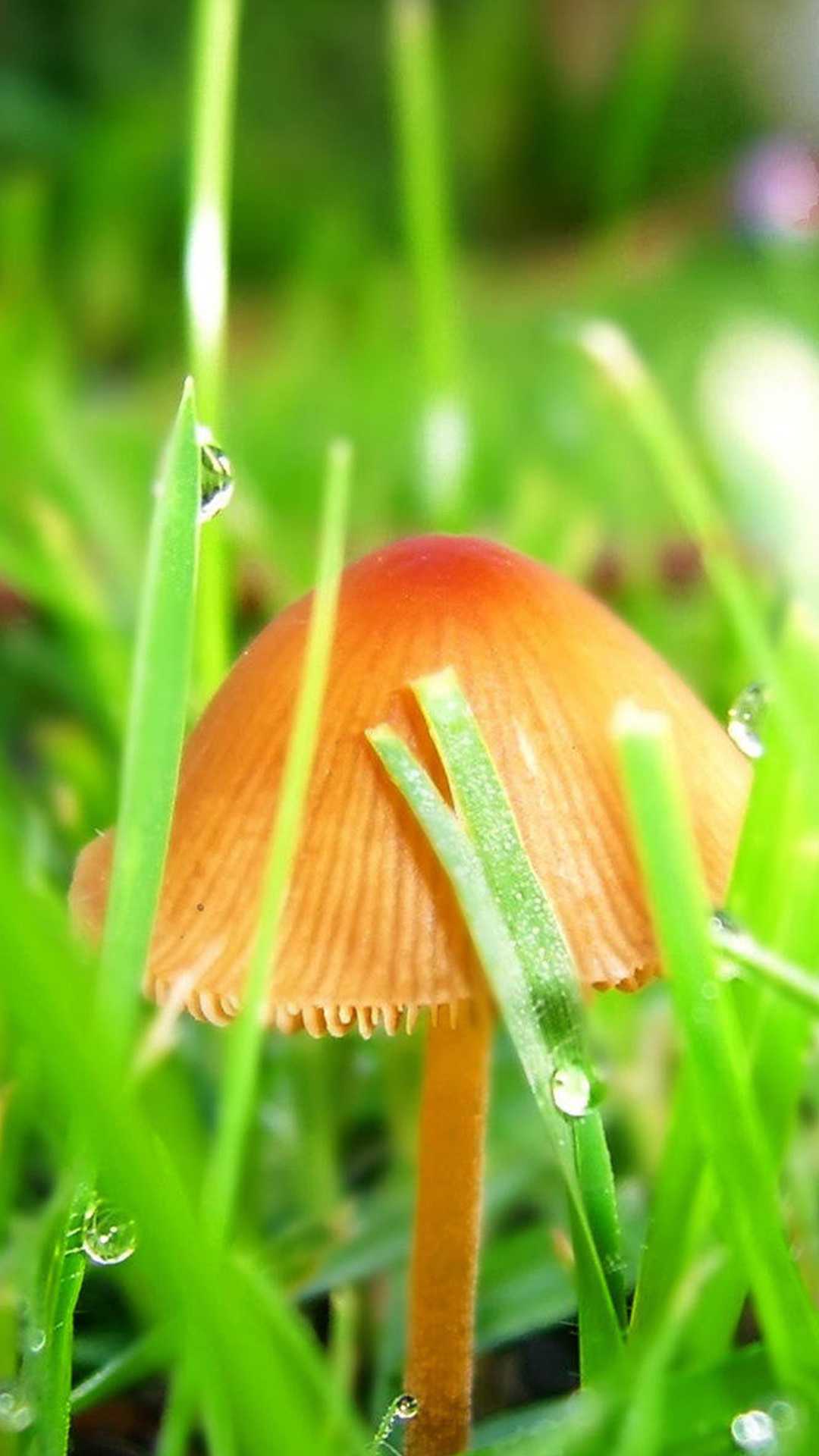 Mushroom Wallpaper 1 Mushroom Wallpaper 1